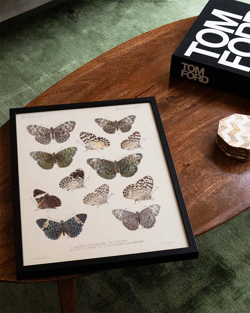 Schmetterlings Poster Sammlung – Moth Collection