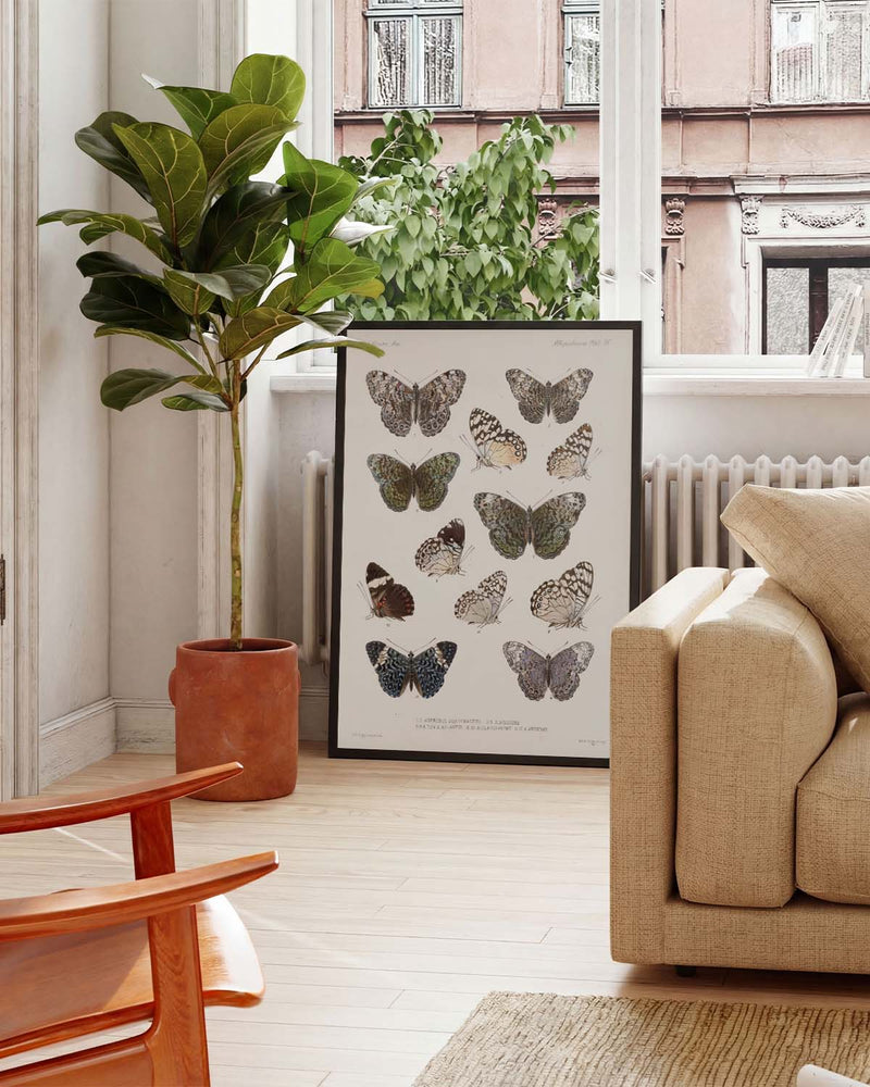 Schmetterlings Poster Sammlung – Moth Collection