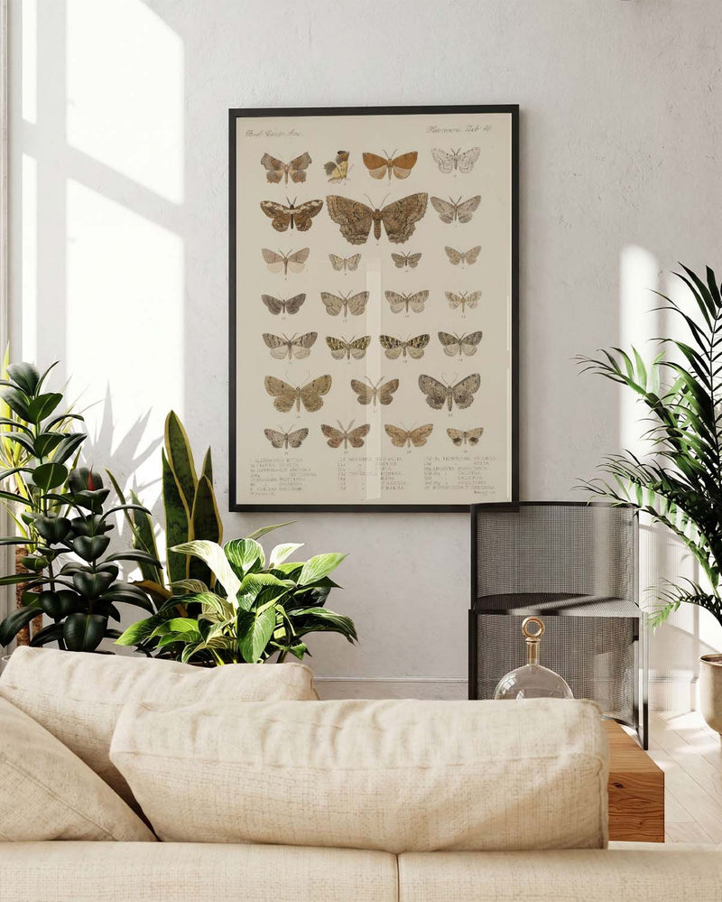 Schmetterlings Studie Poster – Moth Study