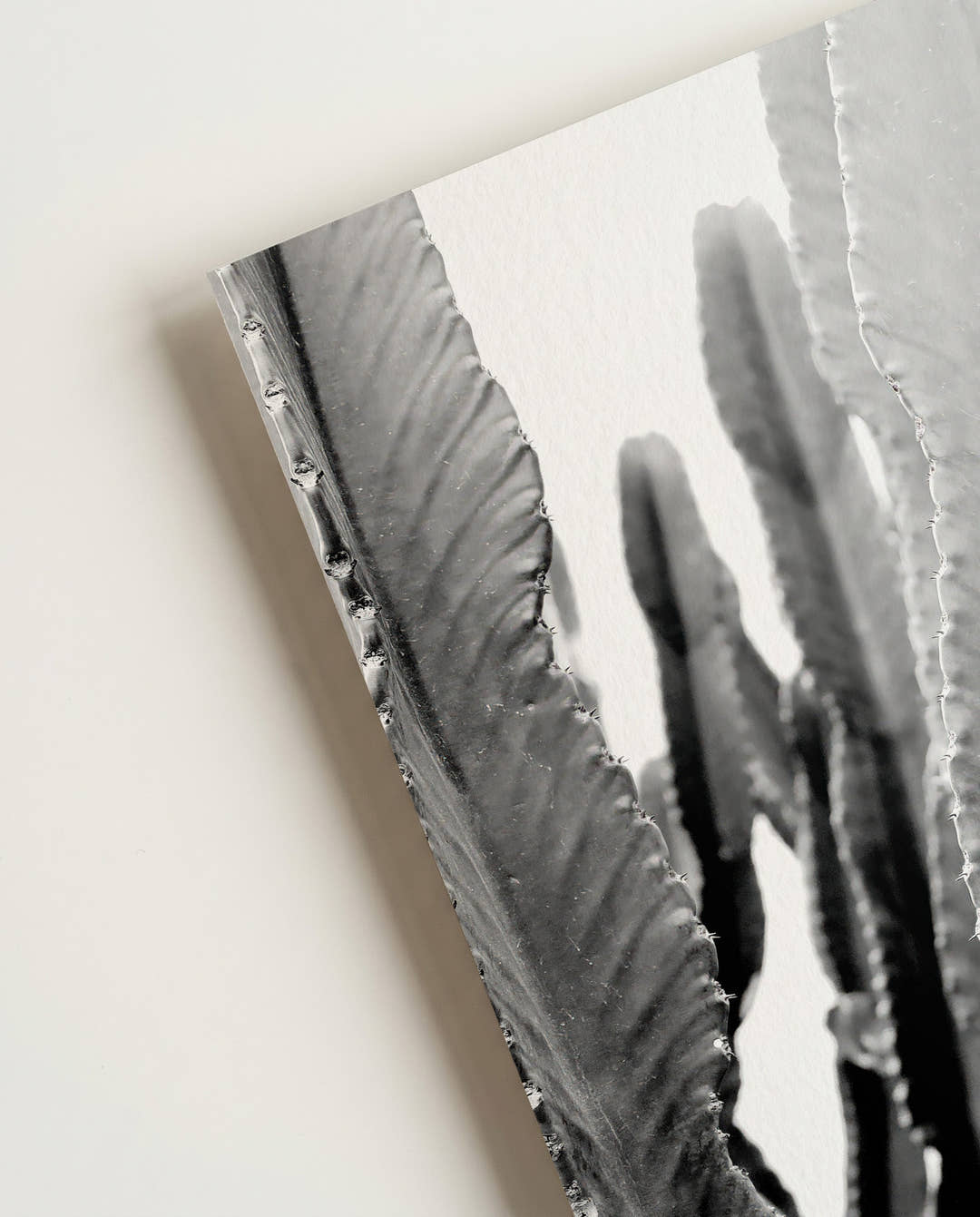 Schwarz Weiß Kaktus Poster – Black White Cactus