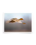 hideslider