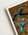 Kingfisher No 2 | Nature Photography Poster