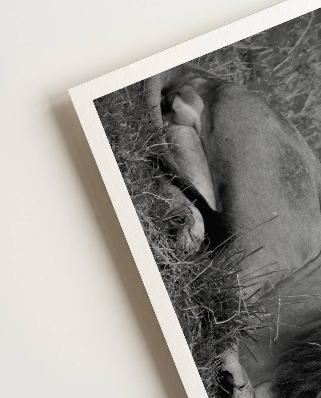 Lion | Nature Photography Poster