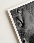 Lion | Nature Photography Poster