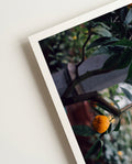 Orange tree | Nature Photography Poster