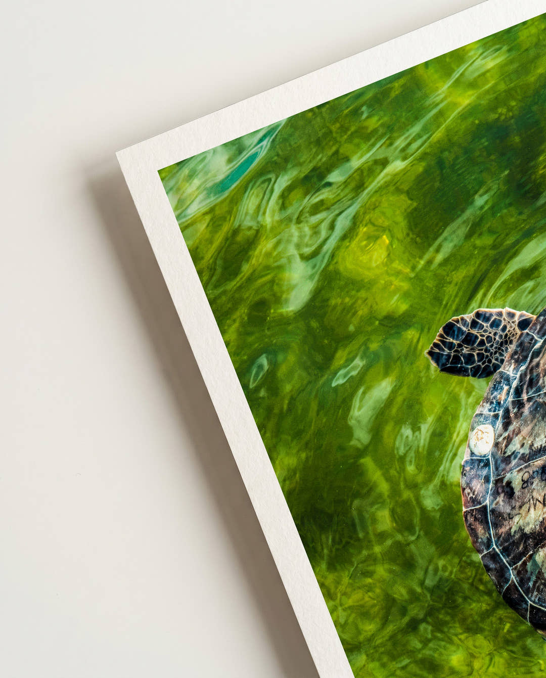 Turtle No2 | Nature Photography Poster