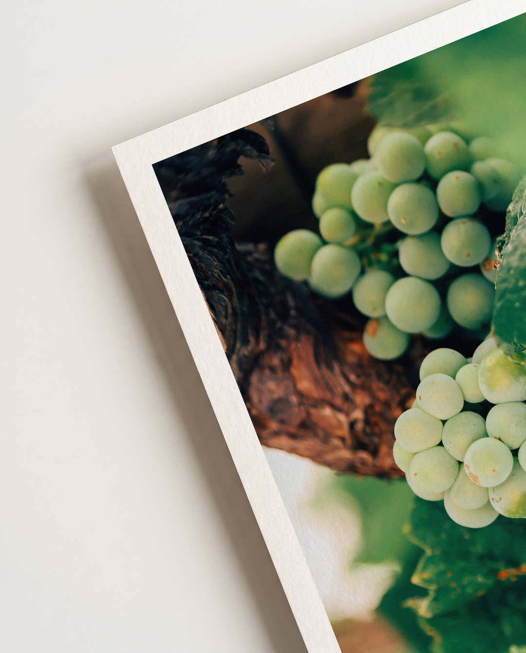 Weinrebe | Nature Photography Poster