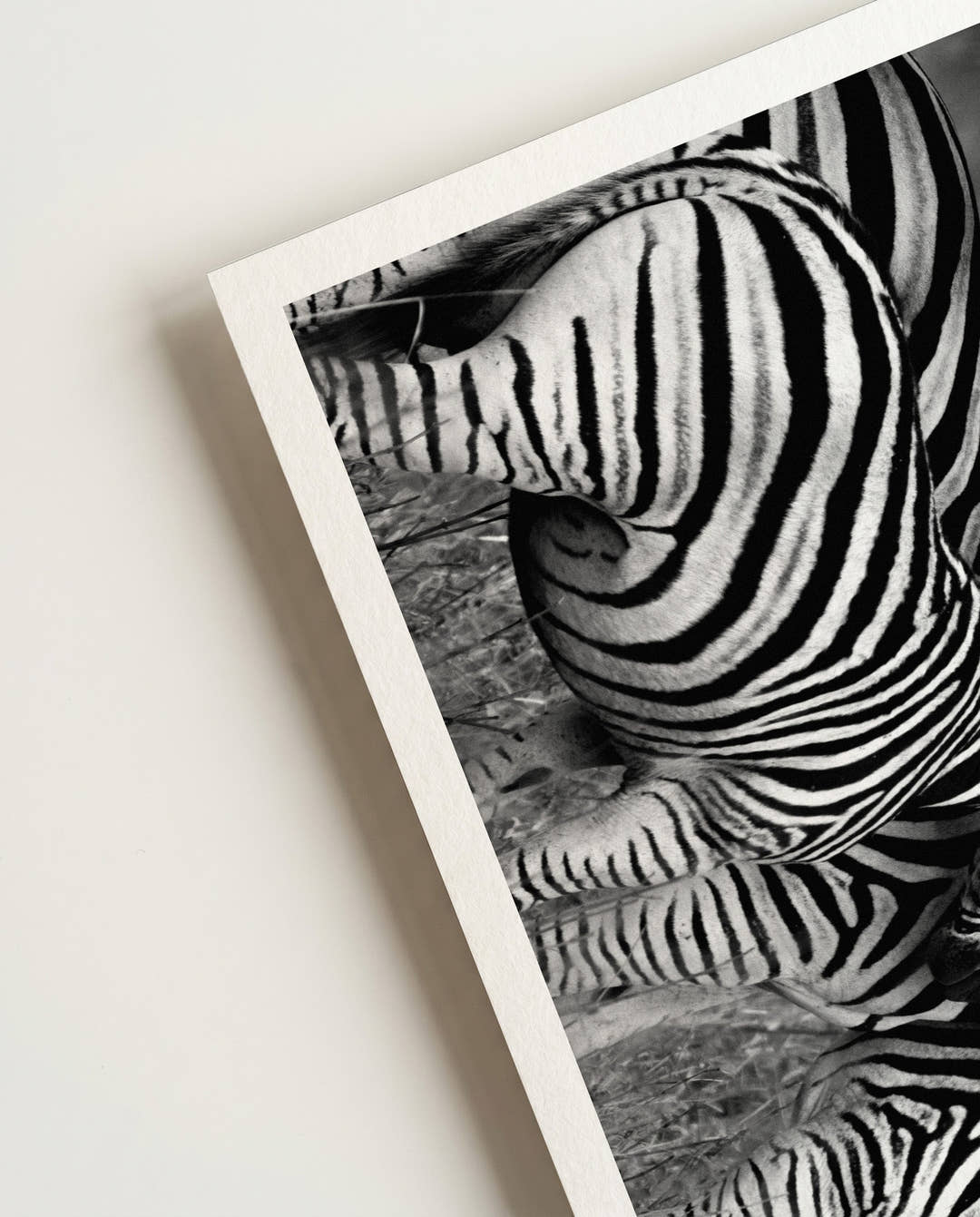 Zebra | Nature Photography Poster