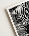 Zebra | Nature Photography Poster