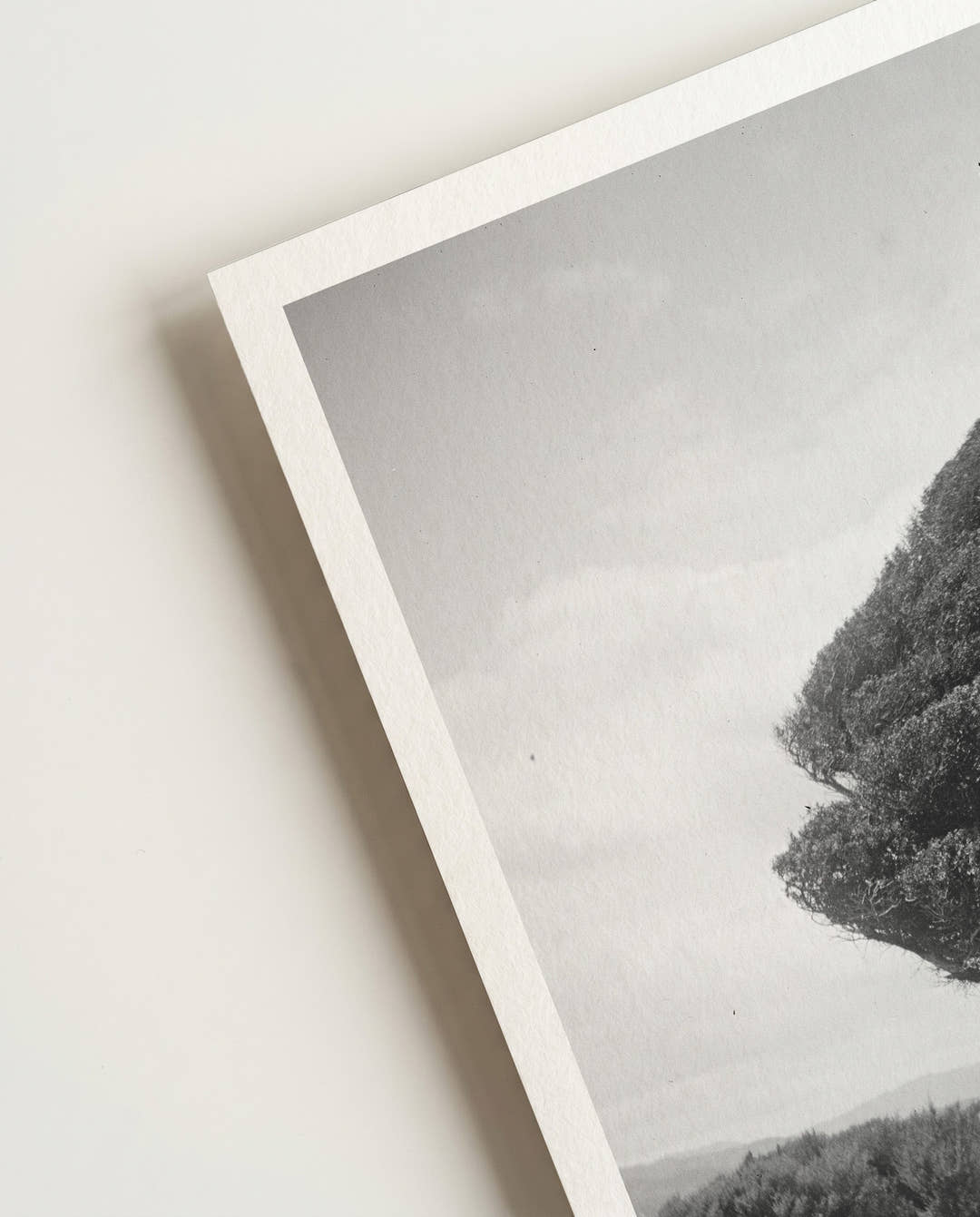 fighting tree | Nature Photography Poster