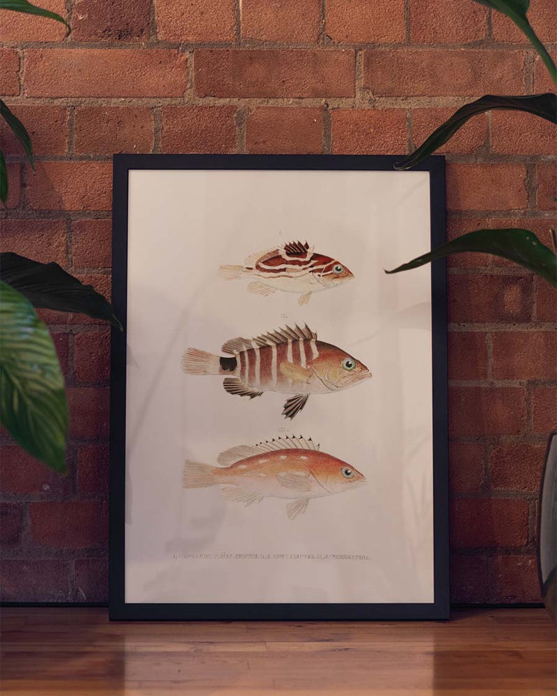 Minimalistisches Fisch Poster – Fish Notes