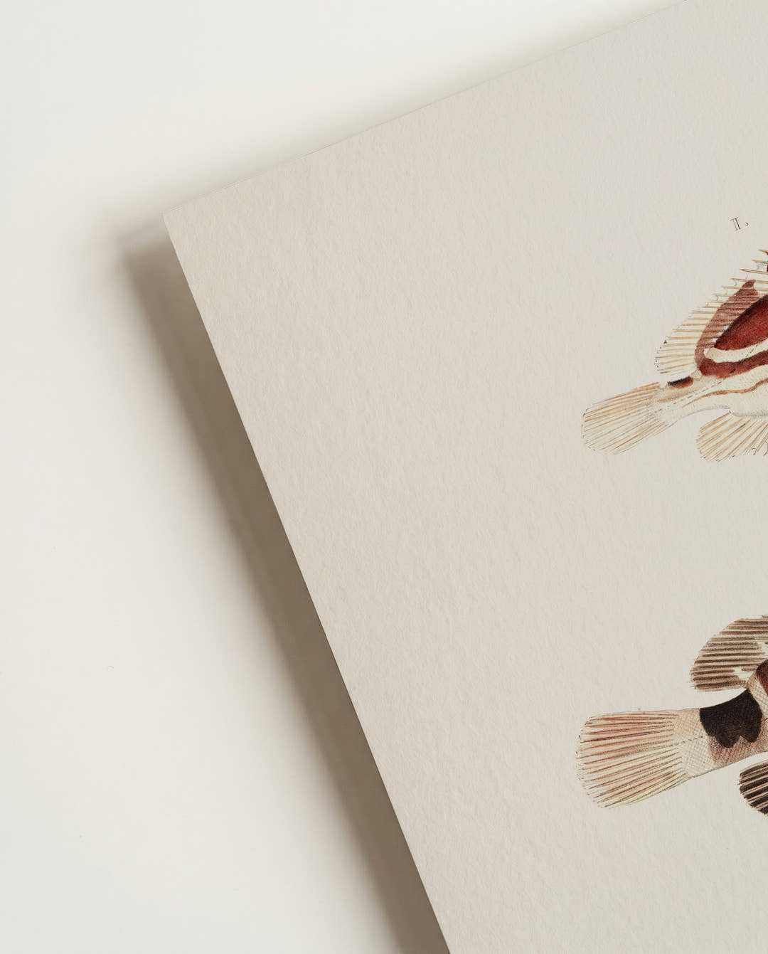 Minimalistisches Fisch Poster – Fish Notes