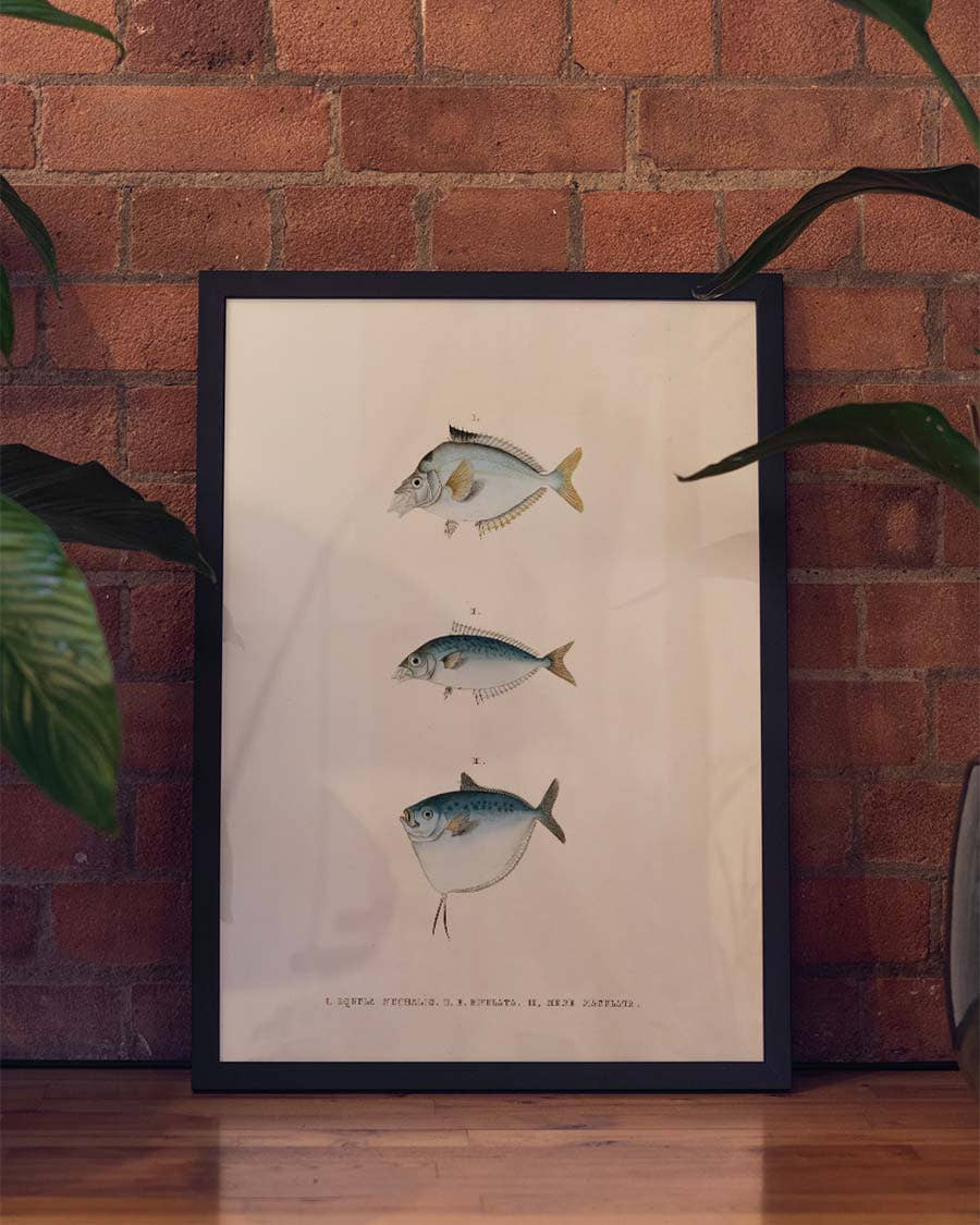 Maritimes Fisch Poster modern – Flying Fish