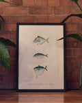 Maritimes Fisch Poster modern – Flying Fish