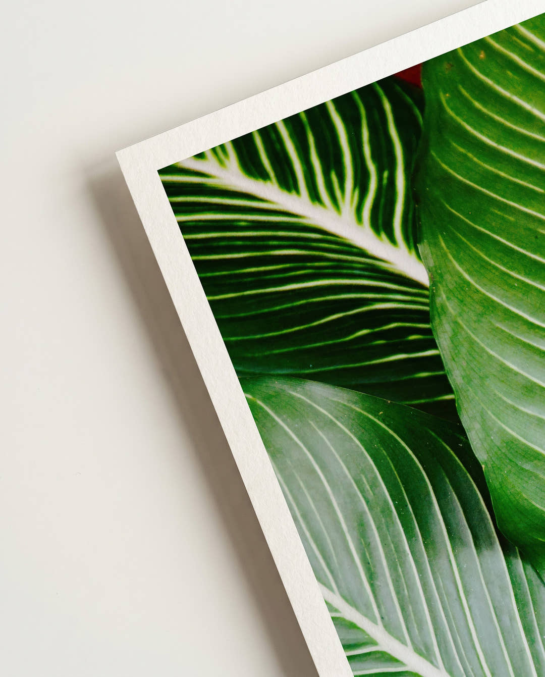Leave | Nature Photography Poster
