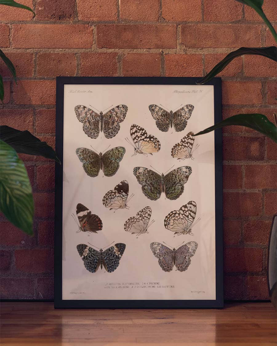 Schmetterlings Poster Sammlung – Moth Collection