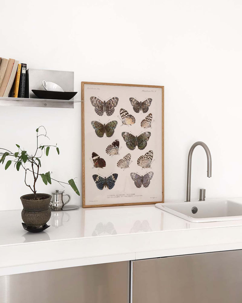 Schmetterlings Poster Sammlung – Moth Collection