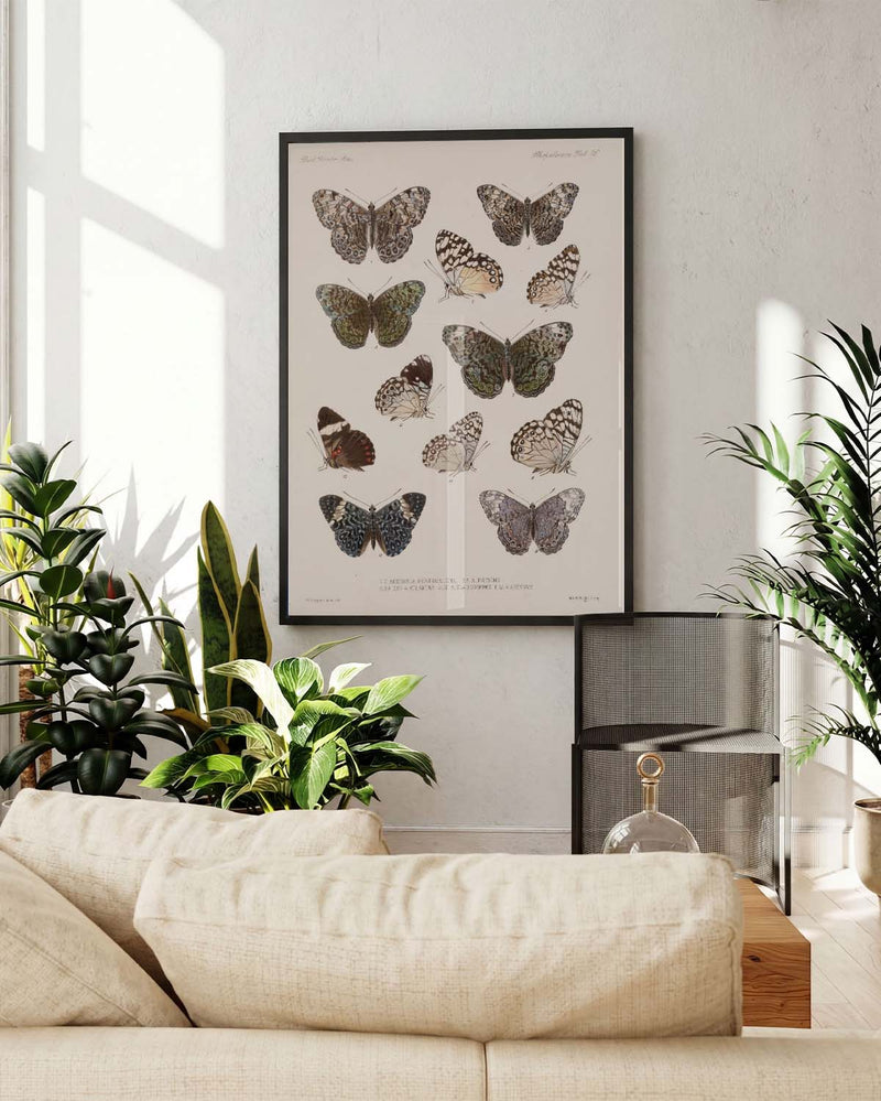Schmetterlings Poster Sammlung – Moth Collection
