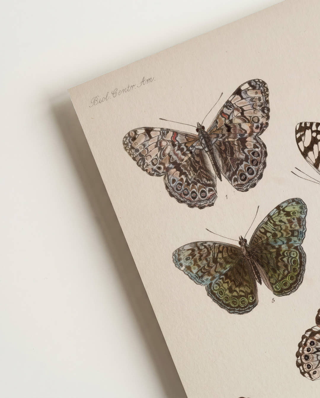 Schmetterlings Poster Sammlung – Moth Collection