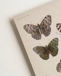 Schmetterlings Poster Sammlung – Moth Collection