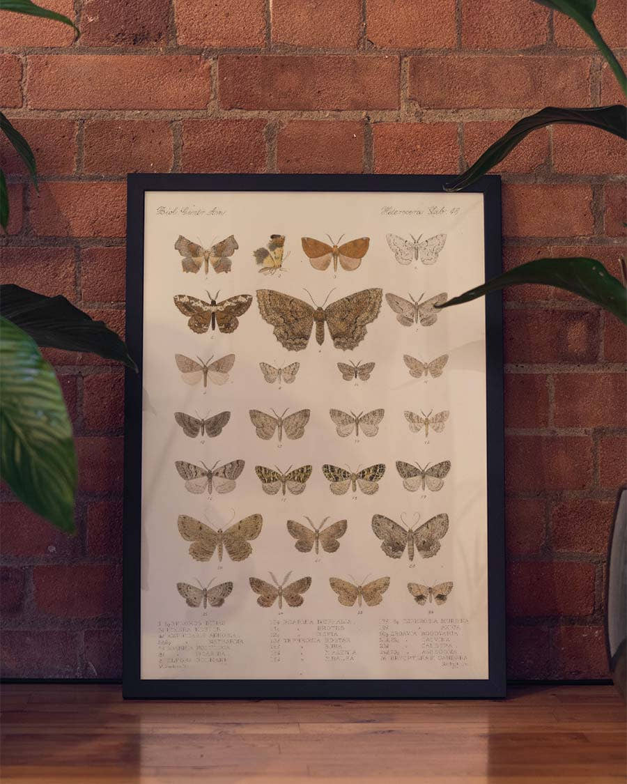 Schmetterlings Studie Poster – Moth Study