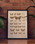 Schmetterlings Studie Poster – Moth Study