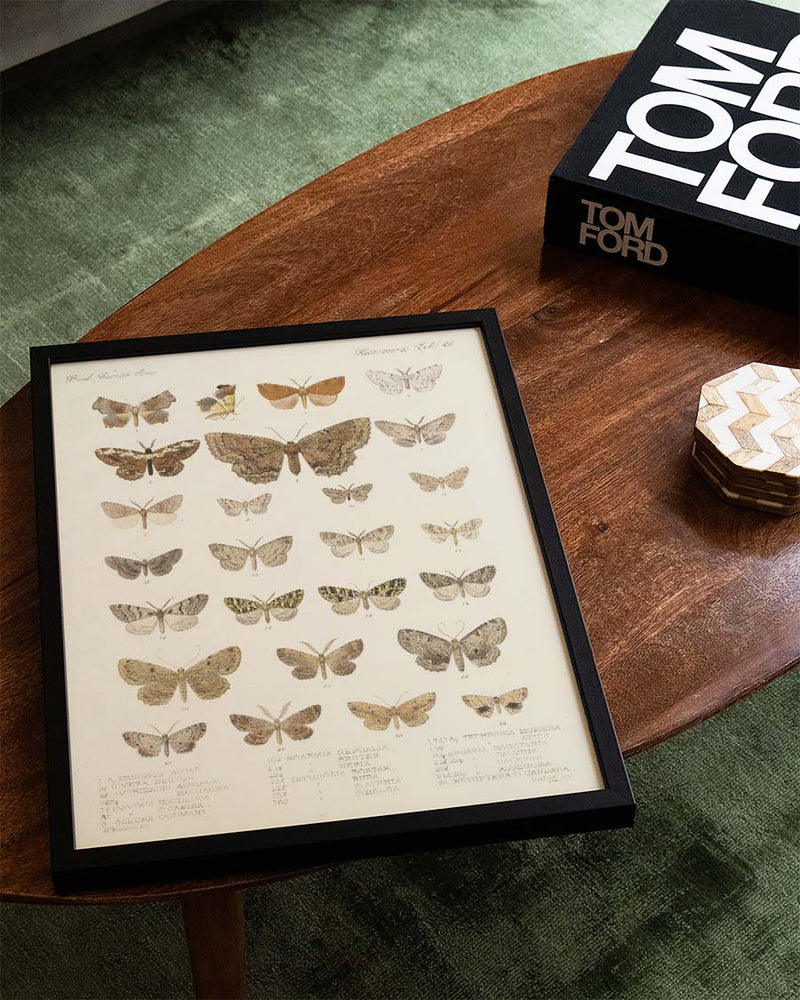 Schmetterlings Studie Poster – Moth Study