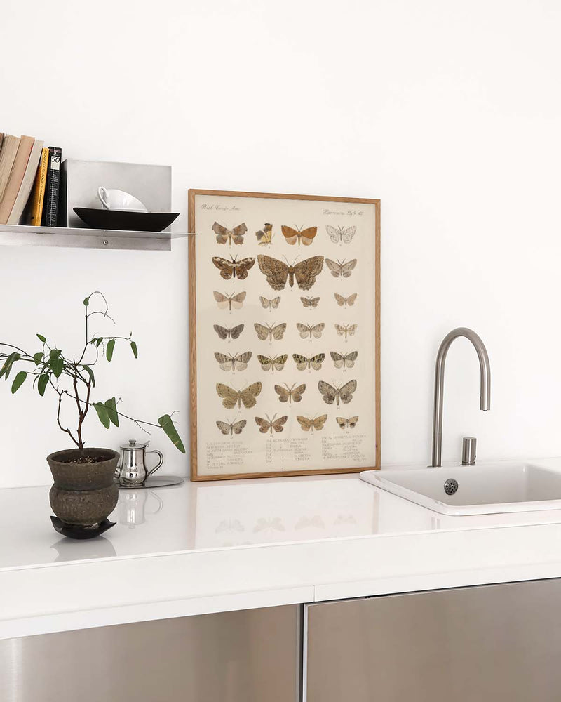 Schmetterlings Studie Poster – Moth Study