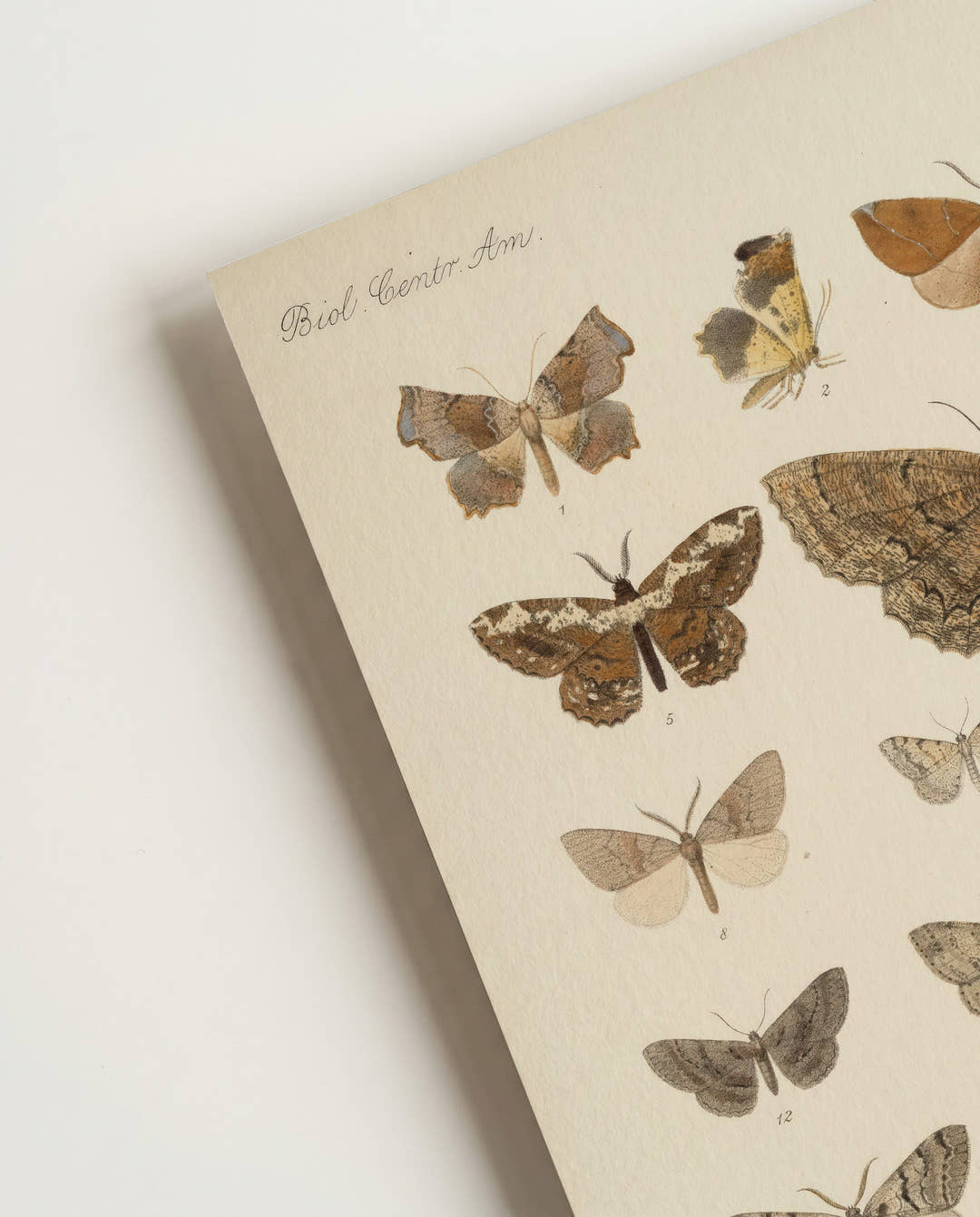 Schmetterlings Studie Poster – Moth Study