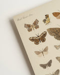 Schmetterlings Studie Poster – Moth Study