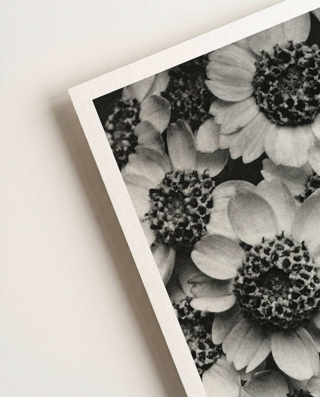 Old flowers | Nature Photography Poster